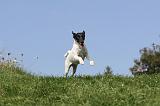 FOX TERRIER POIL LISSE 193